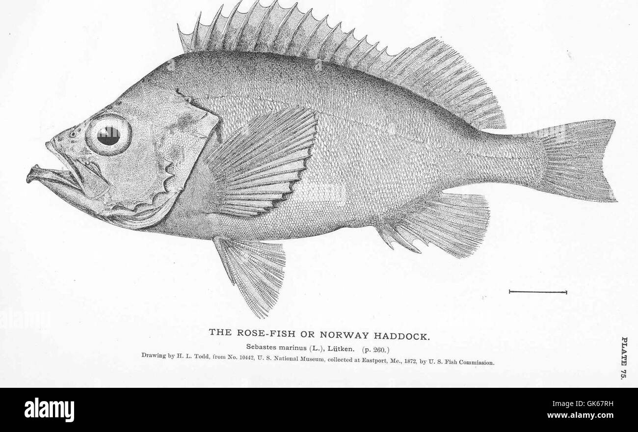 Rose borders Black and White Stock Photos & Images - Alamy