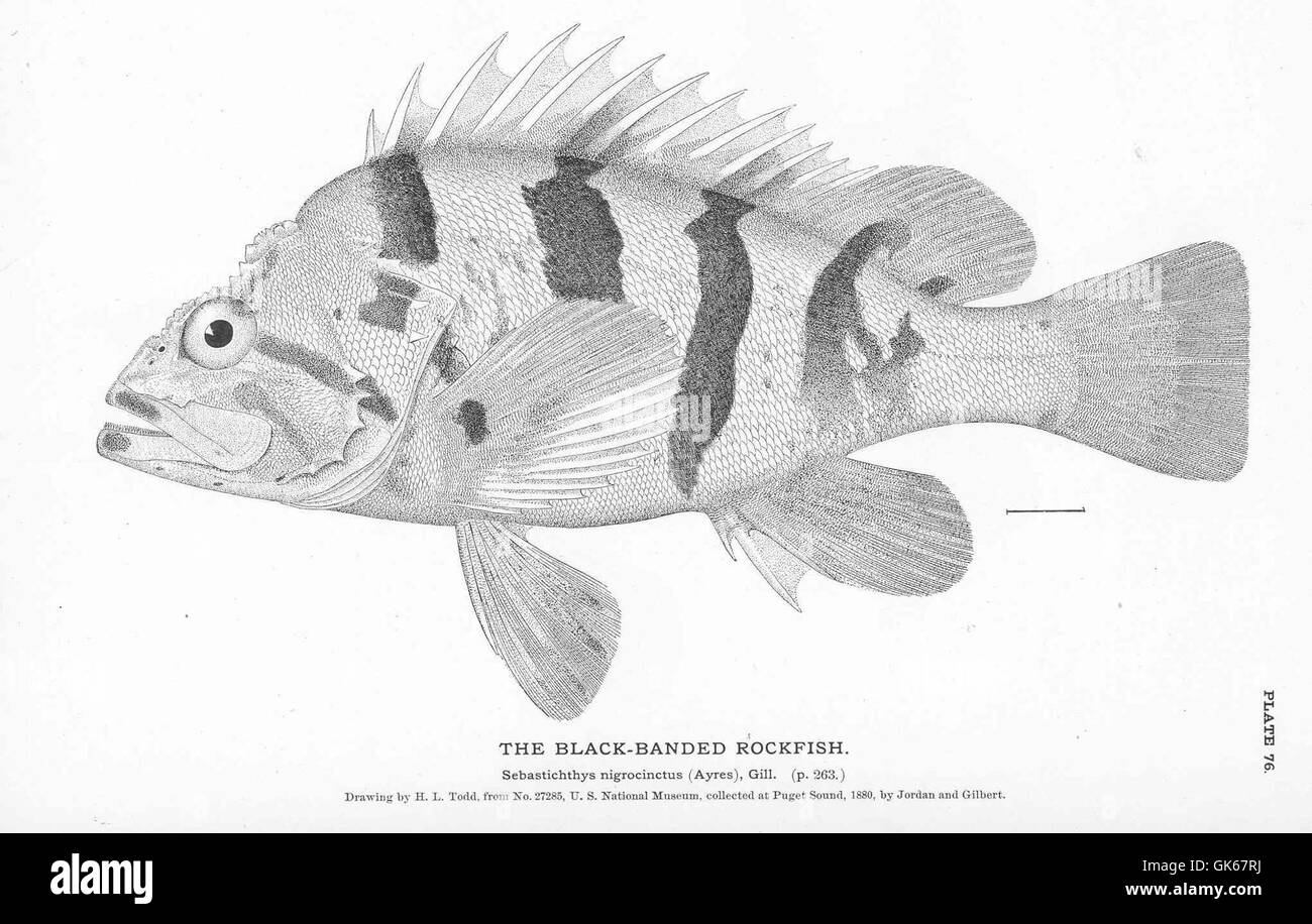 50992 BlackBanded Rockfish Stock Photo Alamy