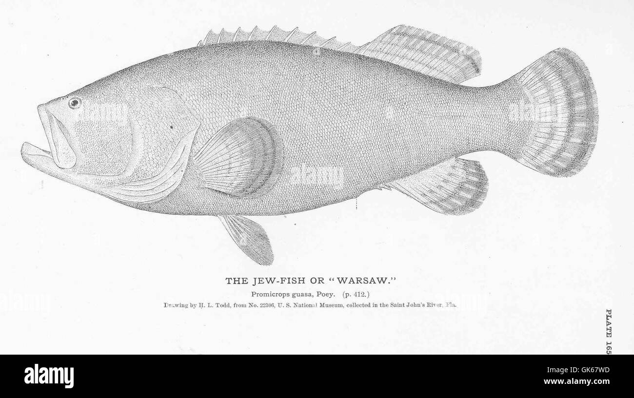 51032 Jew-Fish or 'Warsaw' Stock Photo