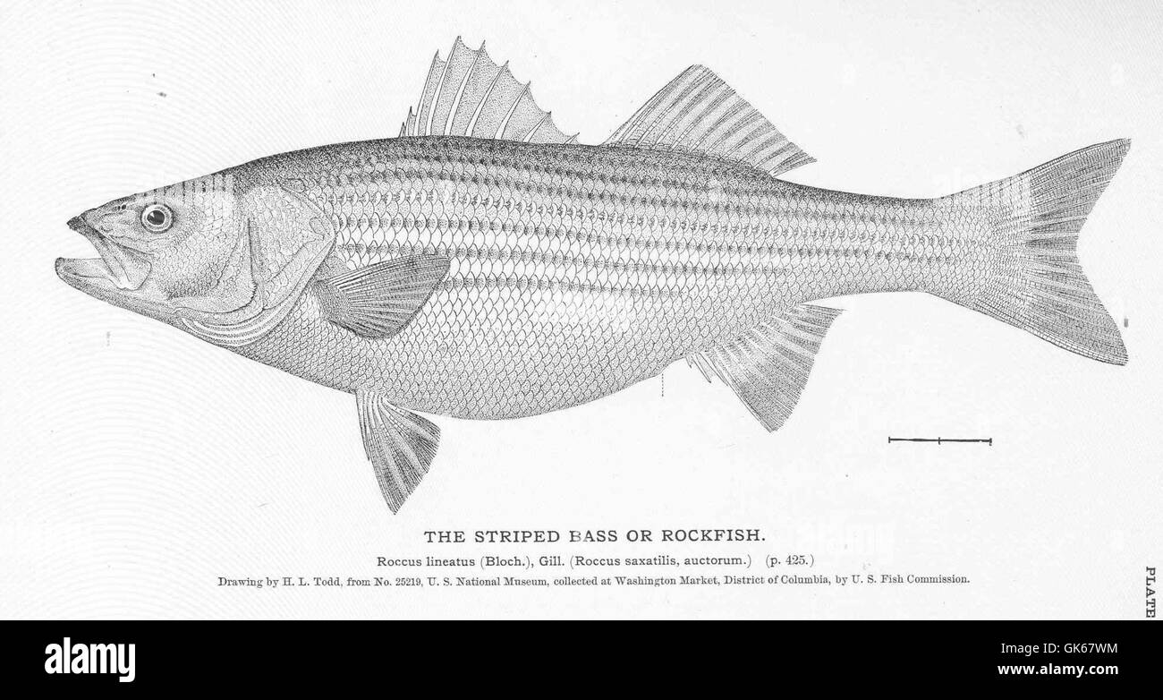 Striped bass Black and White Stock Photos & Images Alamy