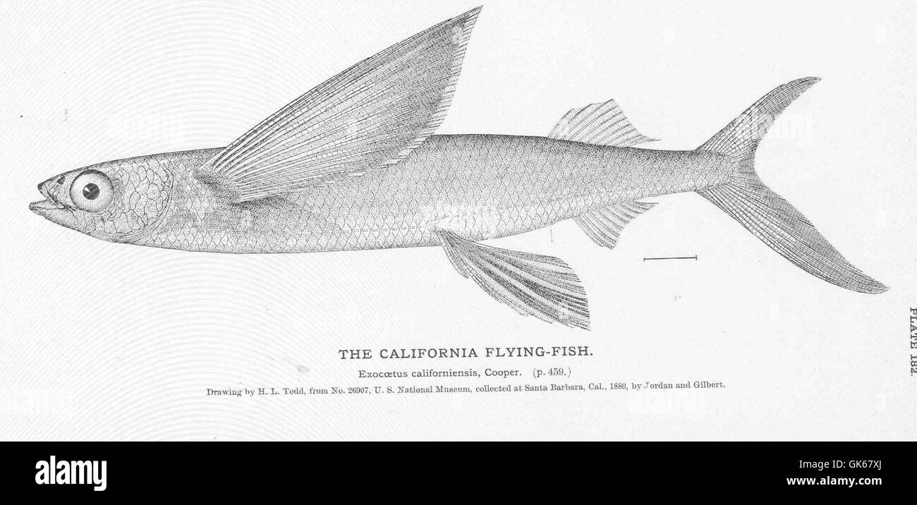51058 California FlyingFish Stock Photo Alamy