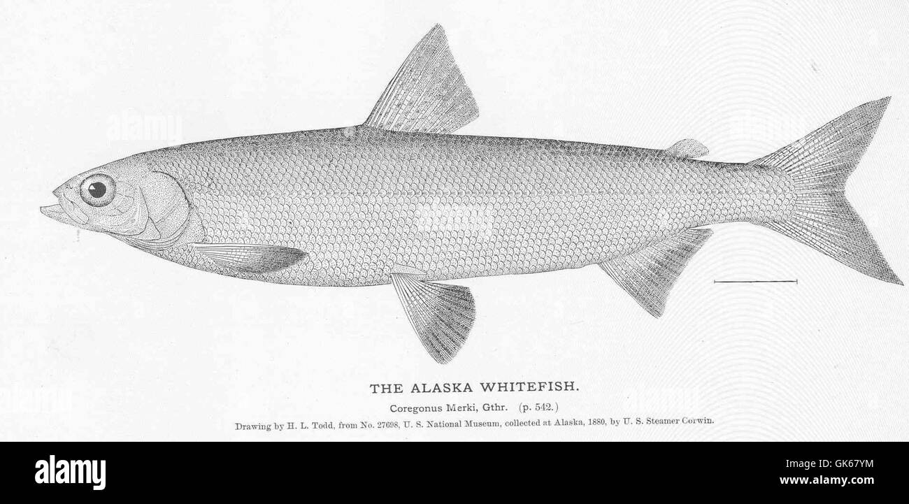 51085 Alaska Whitefish Stock Photo Alamy