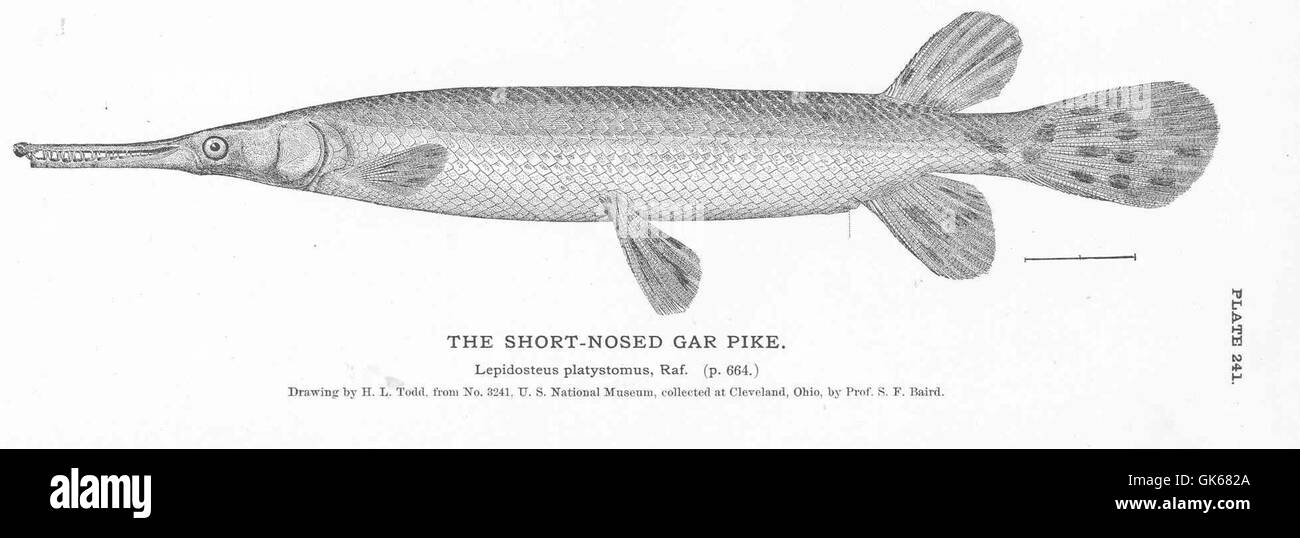Short Nosed Gar Pike Stock Photo Alamy