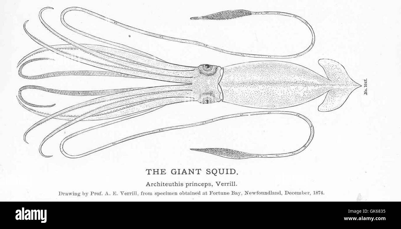 51163 Giant Squid Stock Photo
