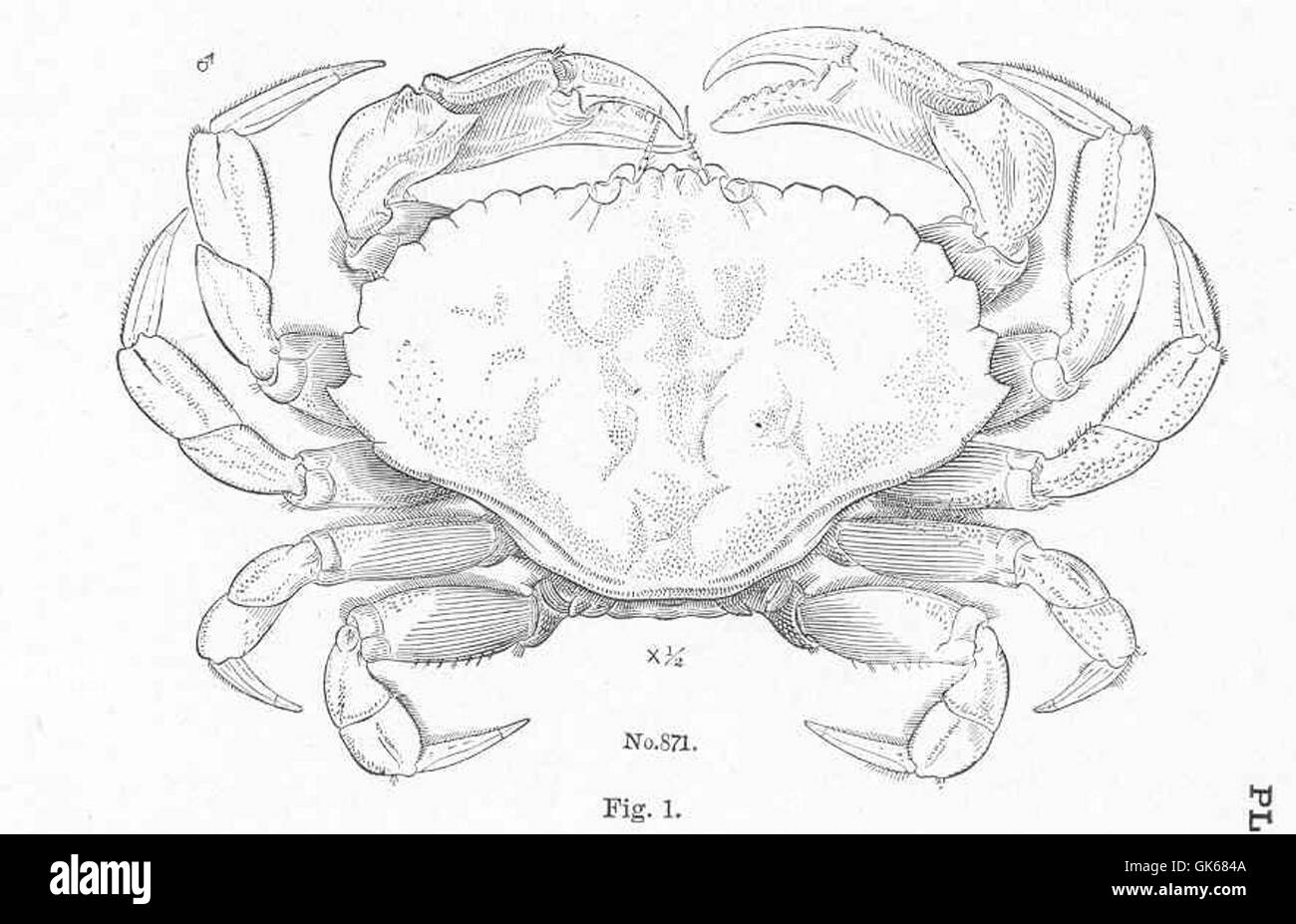51192 Rock Crab, Cancer irroratus, Say, male Stock Photo