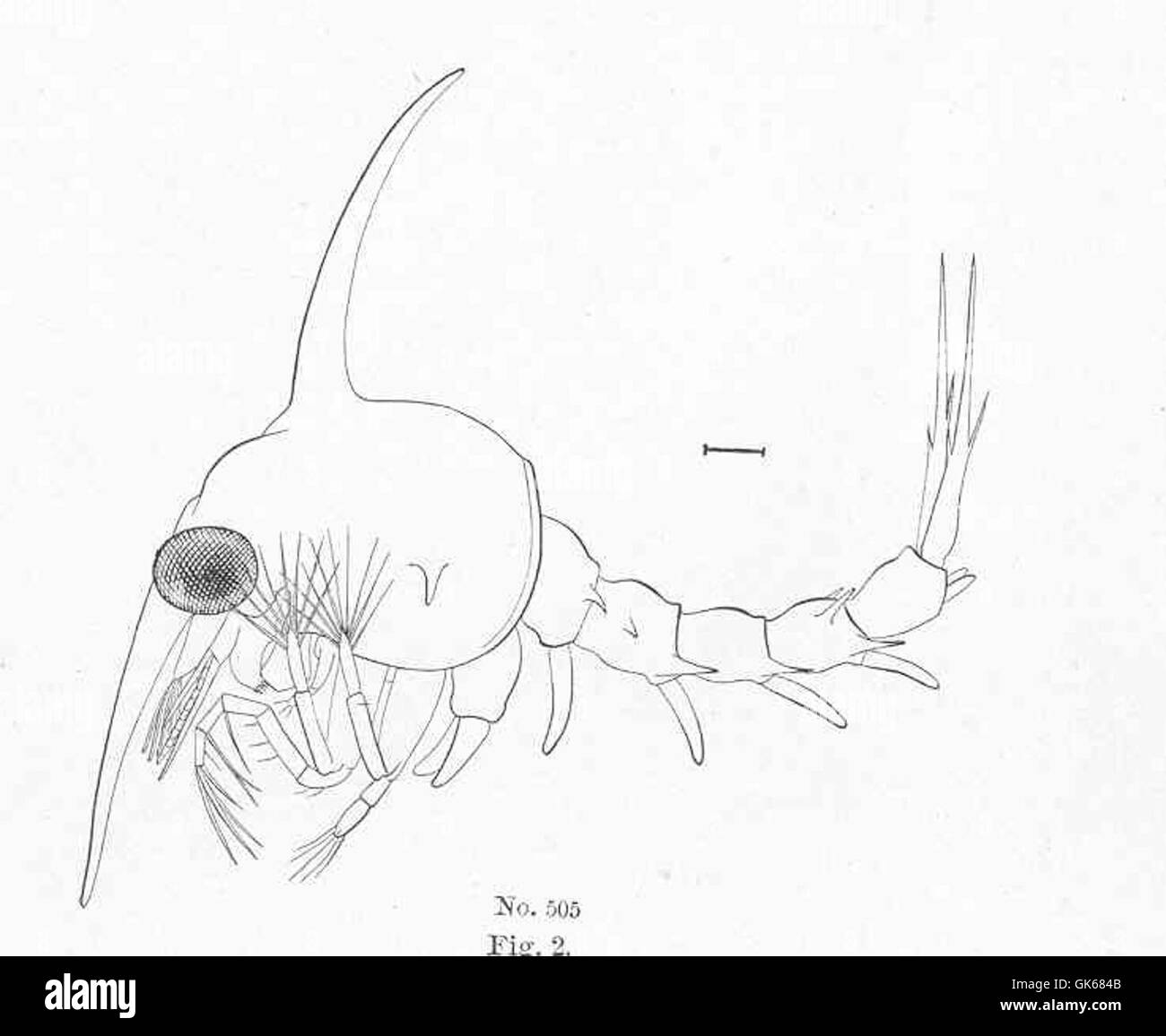 51193 Zoea of Rock crab, in the last stage before it changes to the megalops condition; lateral