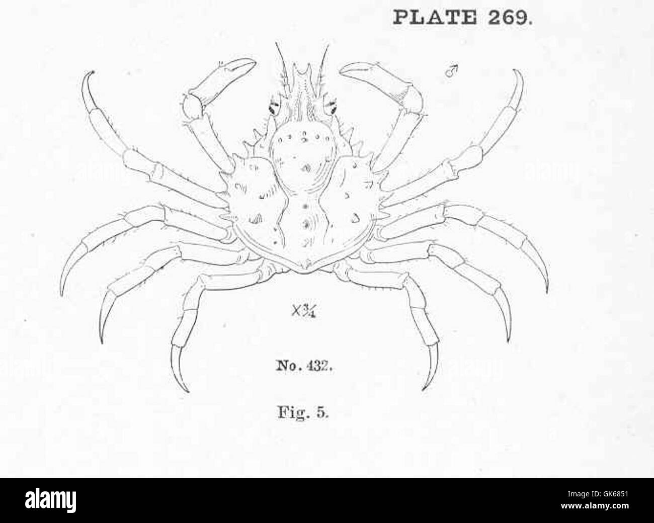 51209 Spider Crab, Lininia dubia, Edwards; male Stock Photo Alamy