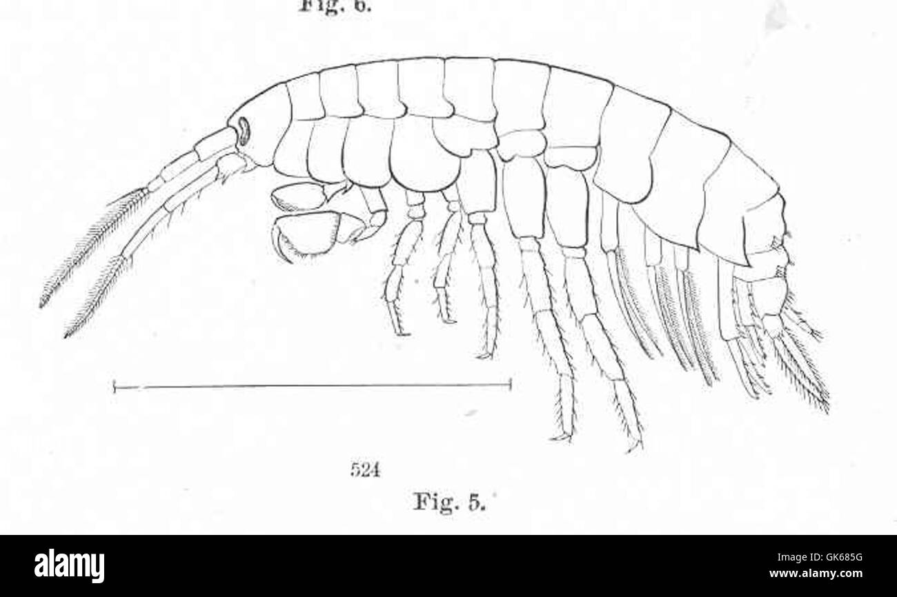 Gammarus locusta, also known as the scud, is a species of amphipod found in both freshwater and marine environments. This male specimen is known for its distinct body structure and is an important part of the food web in aquatic ecosystems. Stock Photo