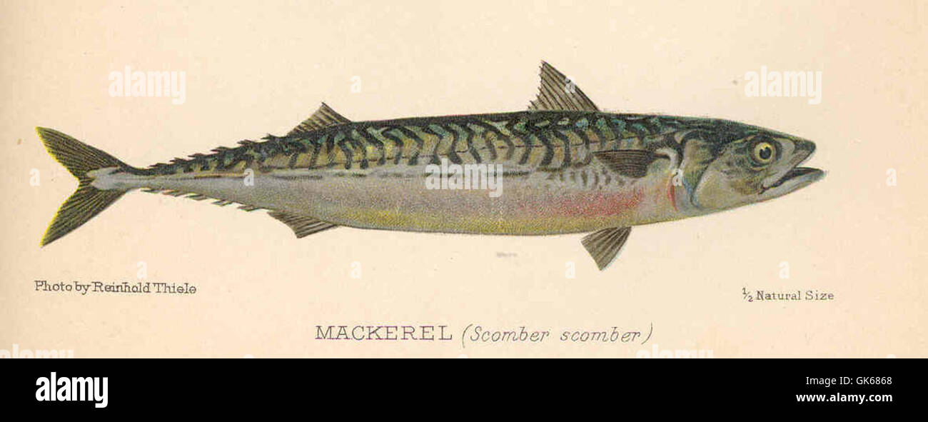 Fast Swimming Fish Example Mackerel species fast swimming hi-res stock photography and images - Alamy