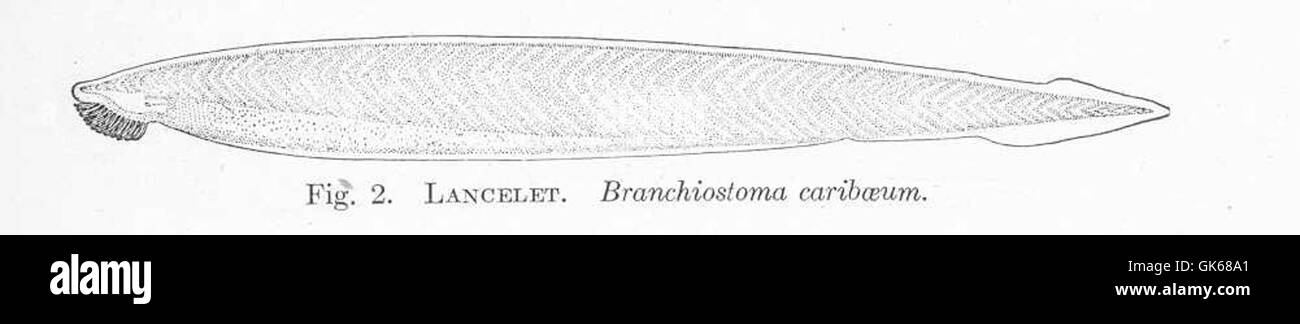 51327 Lancelet Branchiostoma carpilaerum Stock Photo