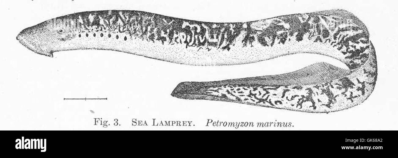 Sea lamprey petromyzon marinus drawing hi-res stock photography and ...