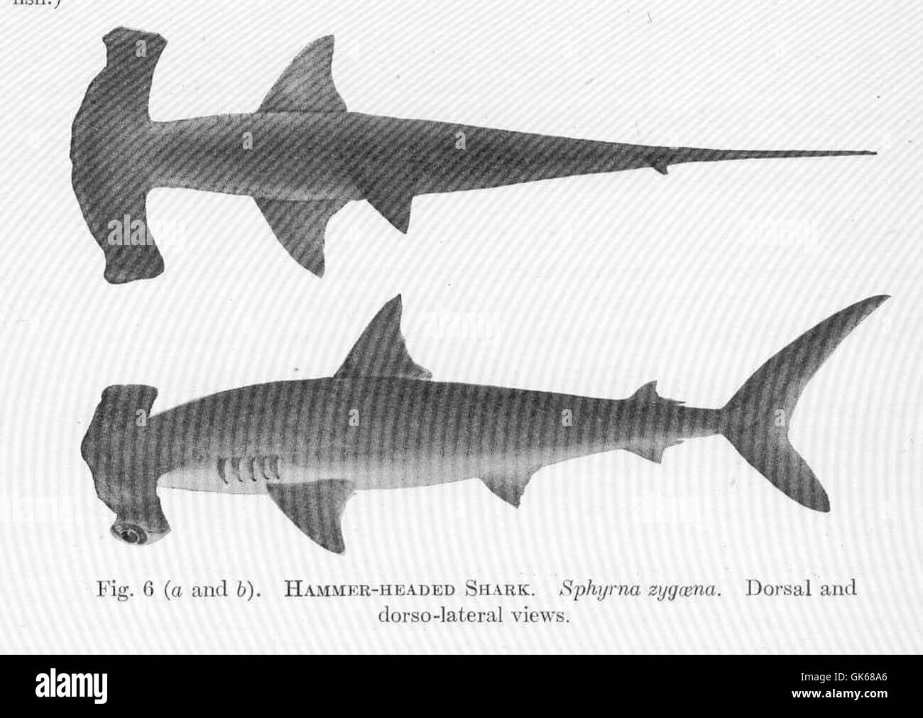 51331 HammerHeaded Shark Sphyrna zygaena Dorsal and dorsolateral