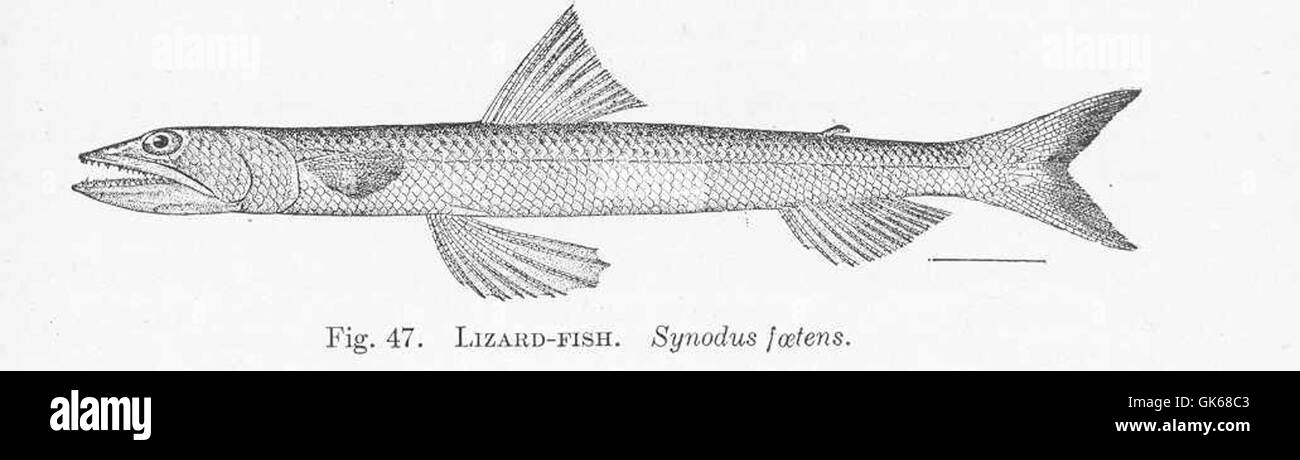 51377 Lizard-Fish Synodus foetens Stock Photo
