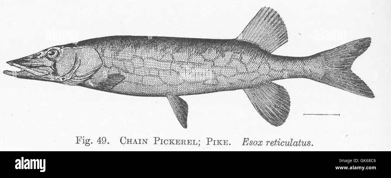 Chain pickerel Black and White Stock Photos & Images - Alamy