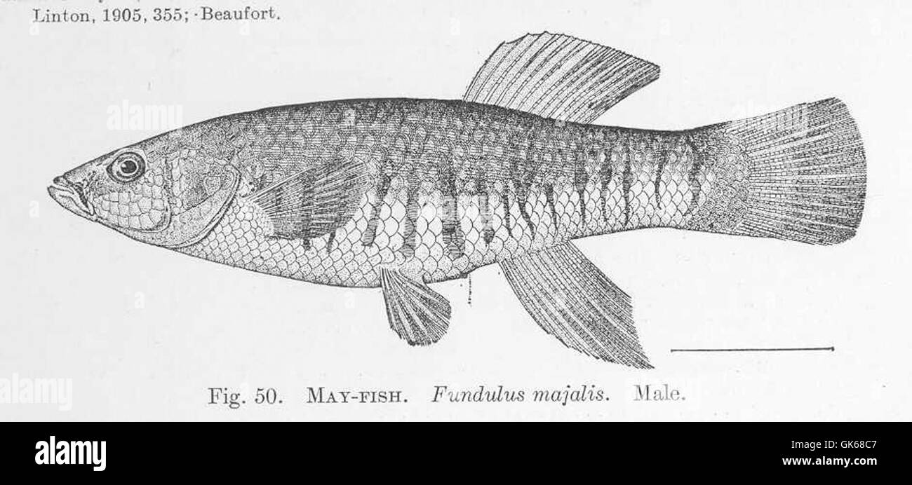 51380 May-Fish Fundulus majalis Male Stock Photo