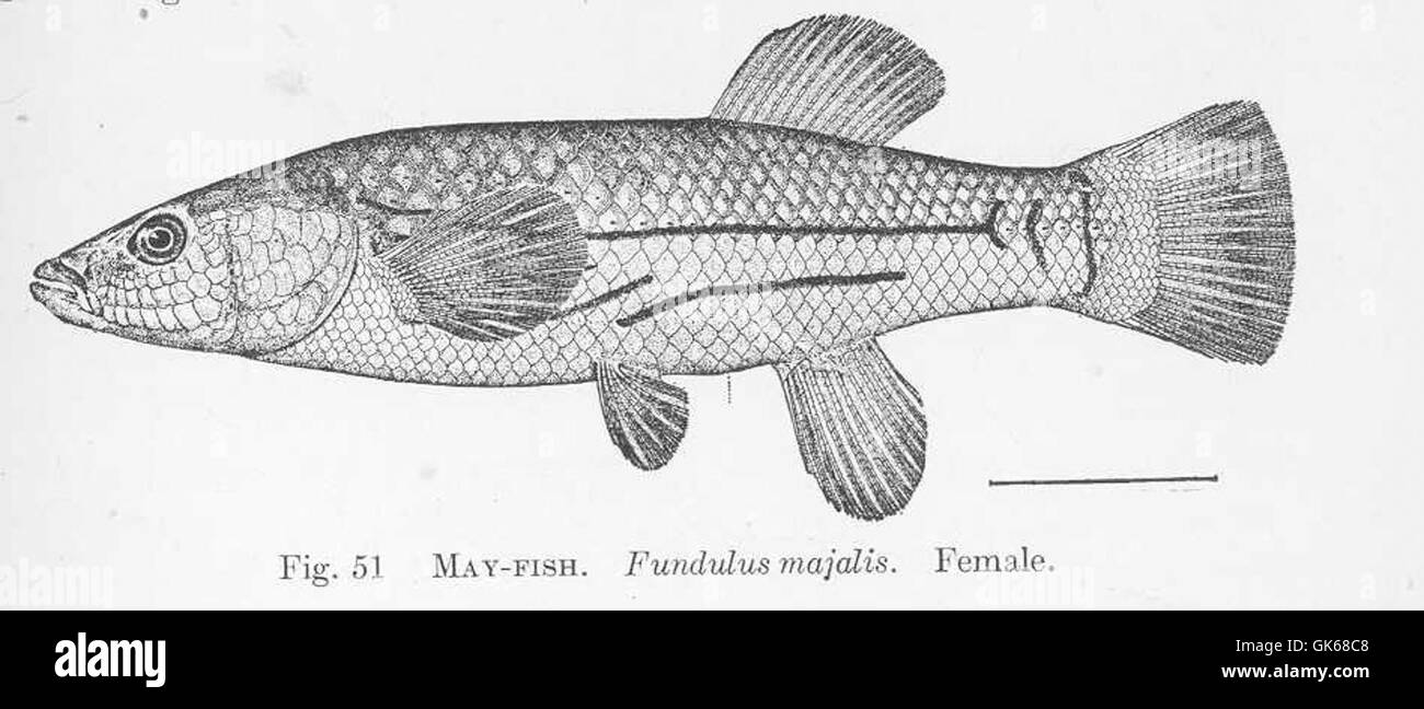 51381 May-Fish Fundulus majalis Female Stock Photo