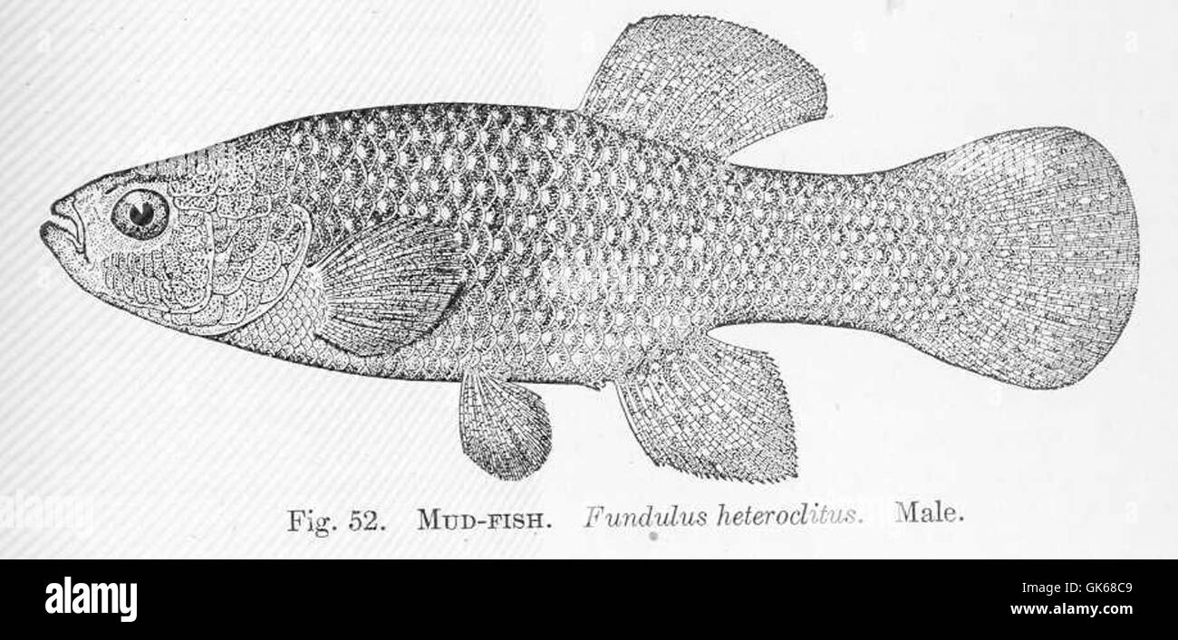 51382 Mud-Fish Fundulus heteroclitus Male Stock Photo