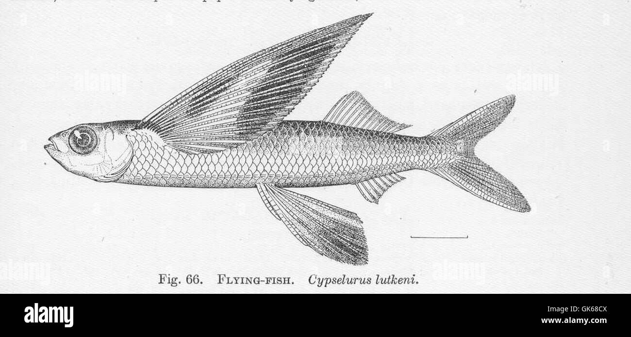 51396 Flying-Fish Cypselurus lutkeni Stock Photo