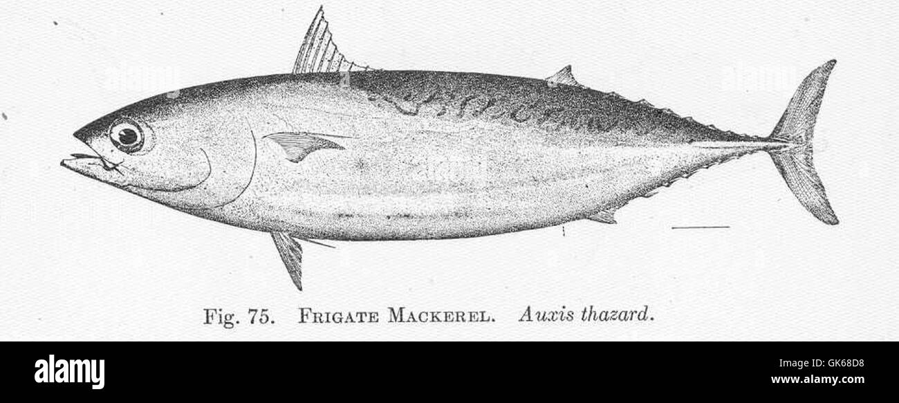51405 Frigate Mackerel Auxis thazard Stock Photo