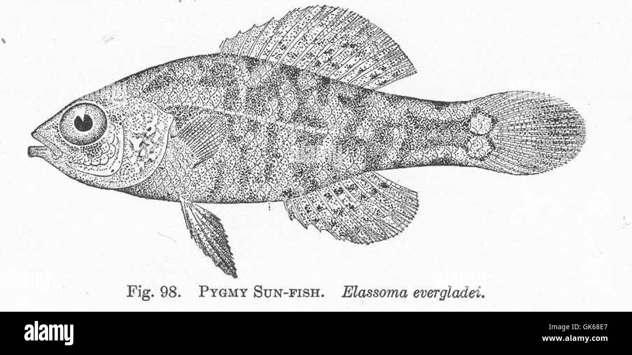 51428 Pygmy Sun-Fish Elassoma evergladei Stock Photo