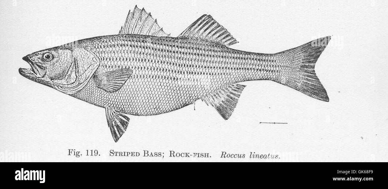 51454 Striped Bass; RockFish Roccus lineatus Stock Photo Alamy
