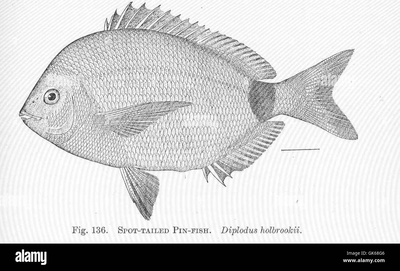 51474 Spot-Tailed Pin-Fish Diplodus holbrookii Stock Photo