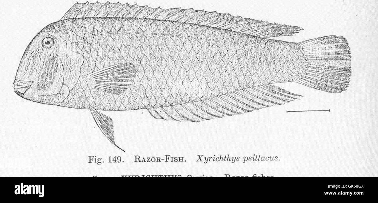51492 Razor-Fish Xyrichthys psittucus Stock Photo