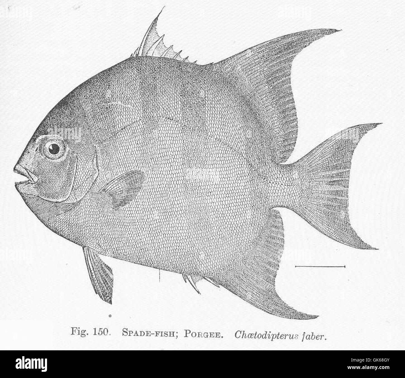 Compressed body fish Black and White Stock Photos & Images - Alamy