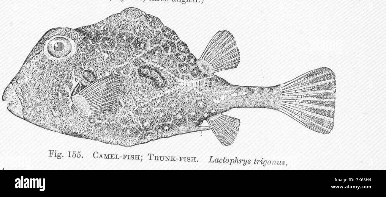Lactophrys trigonus Black and White Stock Photos & Images - Alamy
