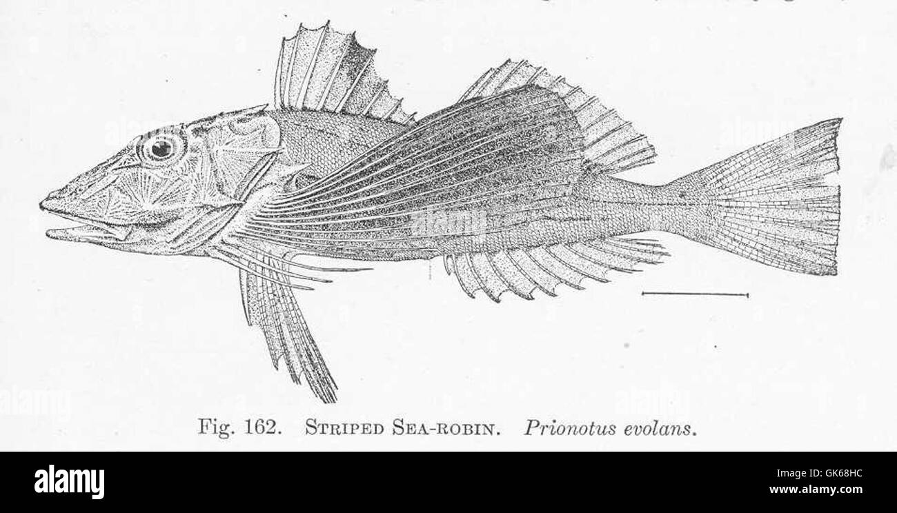 51505 Striped Sea-Robin Prionotus evolans Stock Photo