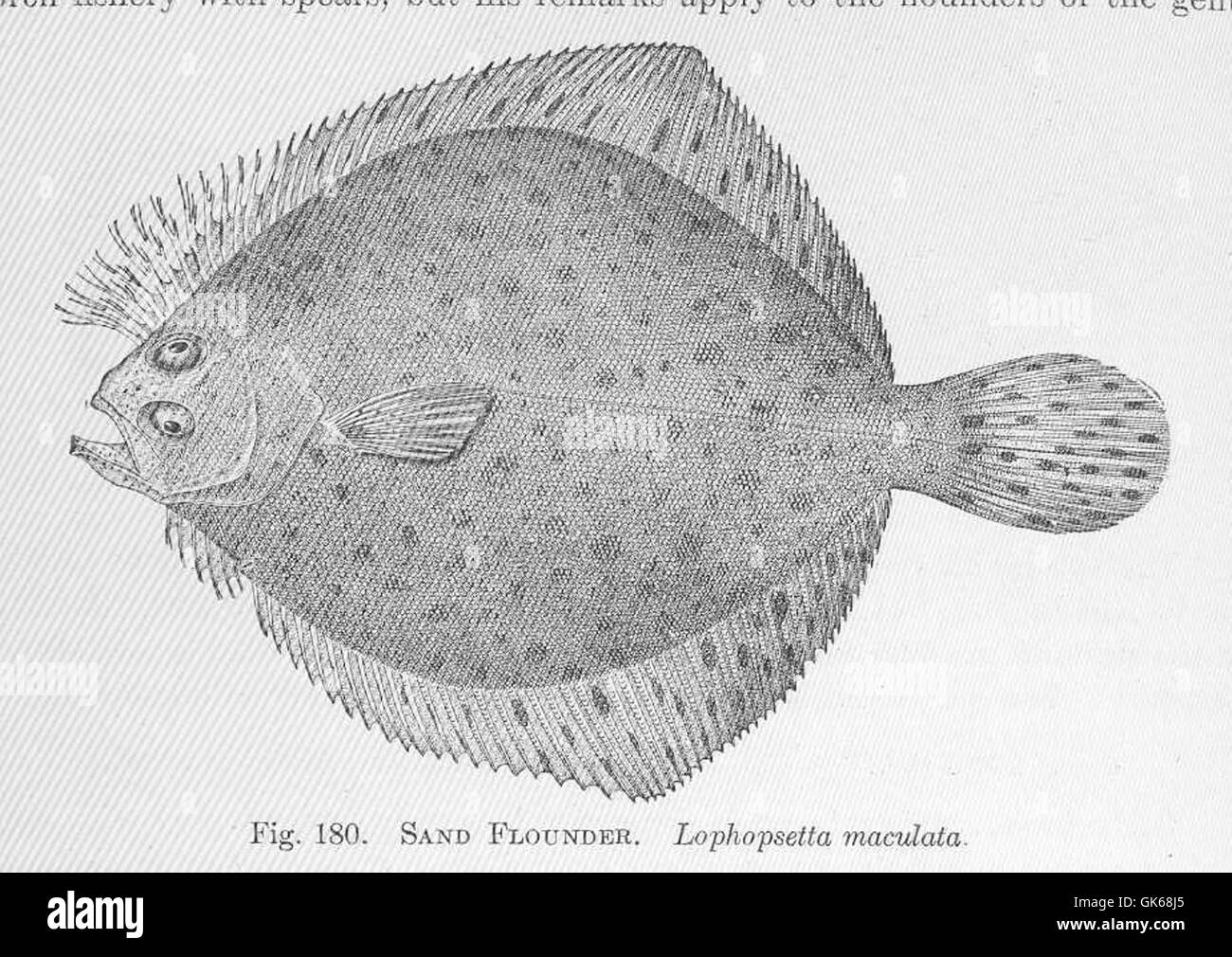 51523 Sand Flounder Lophopsetta maculata Stock Photo Alamy