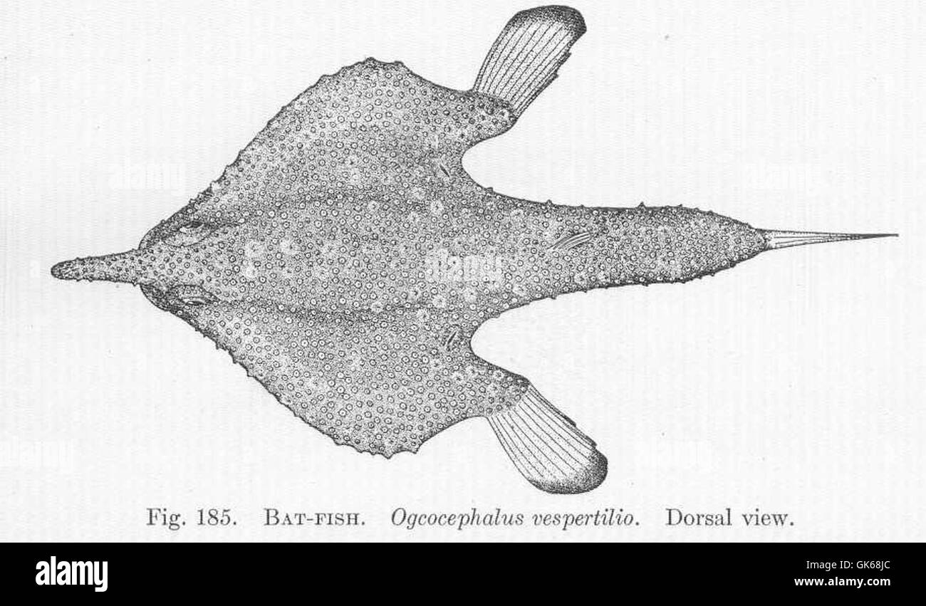 51528 Bat-Fish Ogcocephalus vespertilio Dorsal view Stock Photo