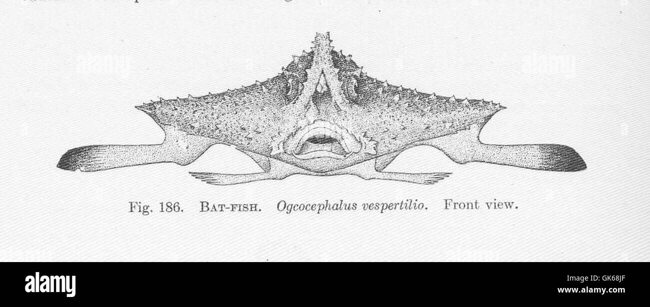 51529 Bat-Fish Ogcocephalus vespertilio Front view Stock Photo