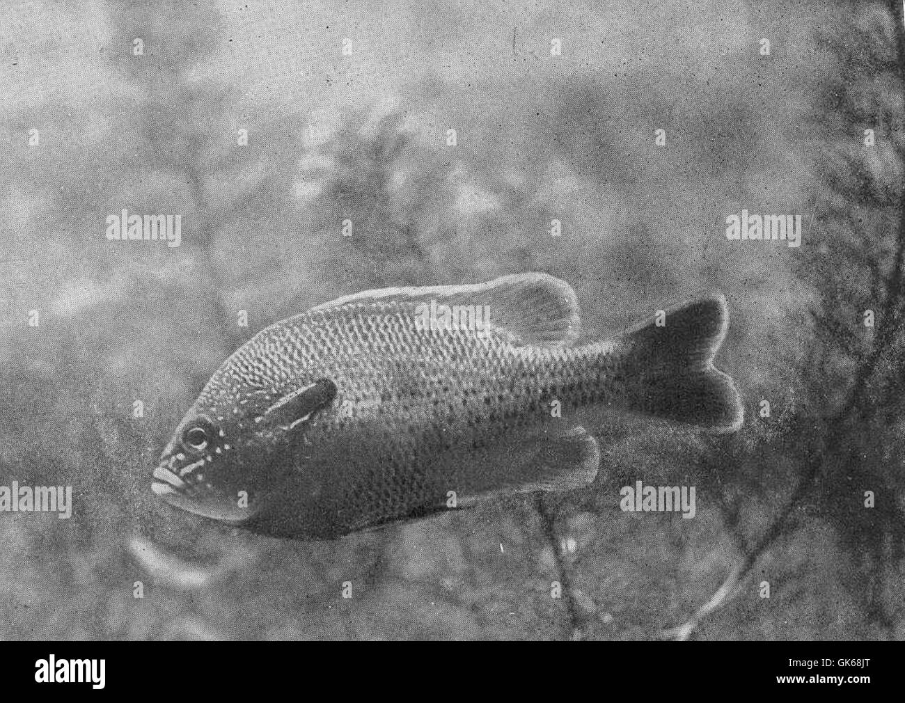 Long Eared Sunfish Long eared sunfish