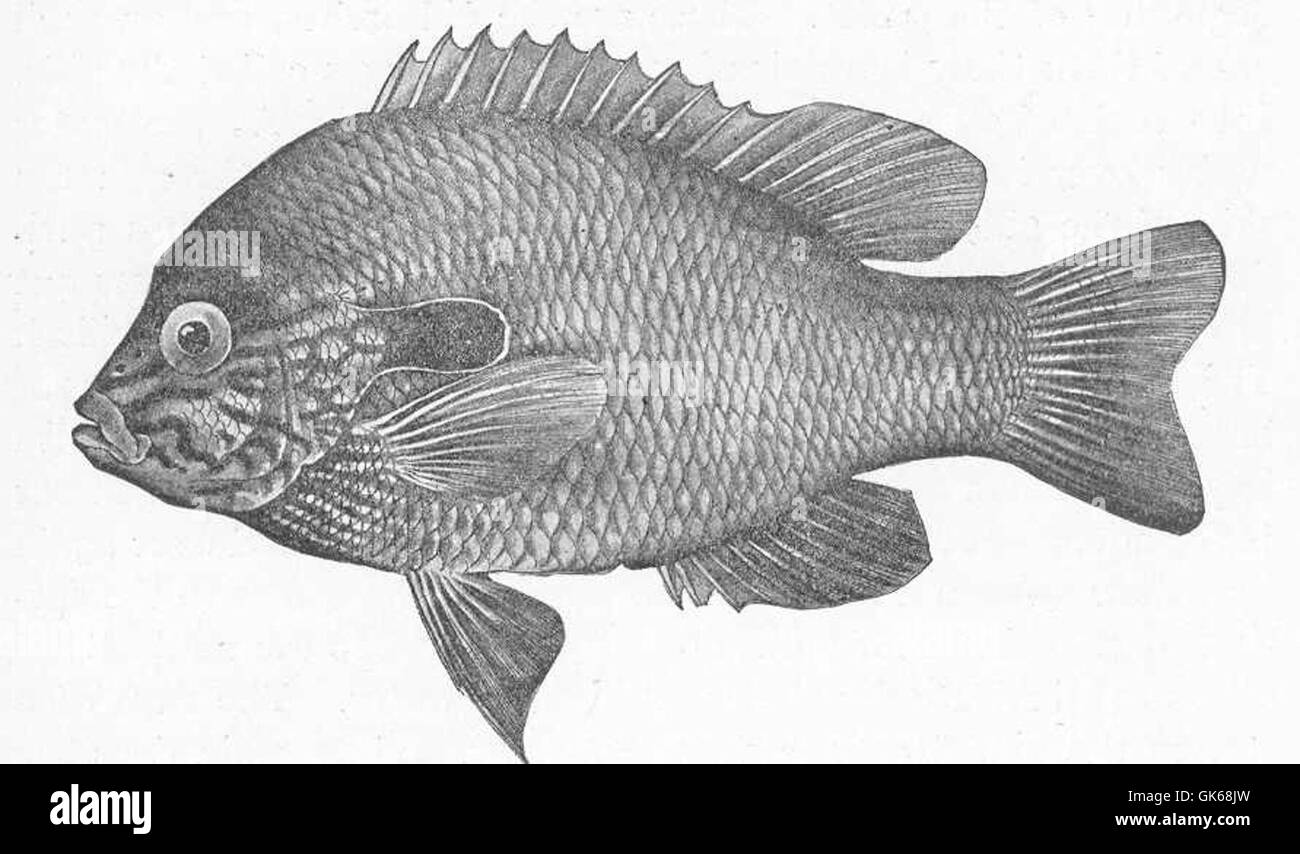 51538 Long-Eared Sunfish, Lepomis megalotis (Rafinesque) (From Clear Creek, Bloomington, Indiana) Family Centrarchidae Stock Photo