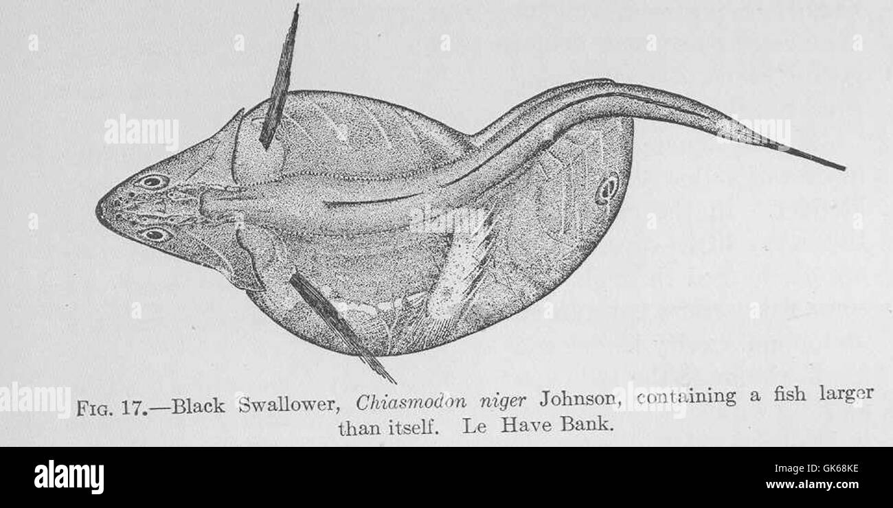 Chiasmodon niger, commonly known as the Black Swallower, is a species ...