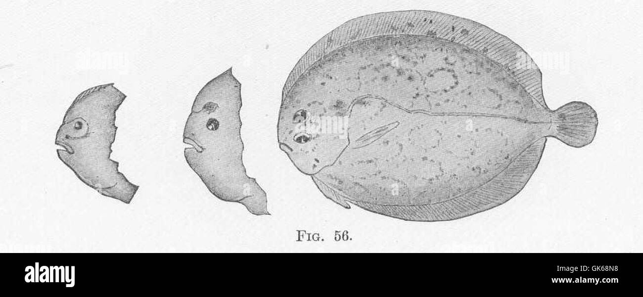 Flatfish Eye Migration