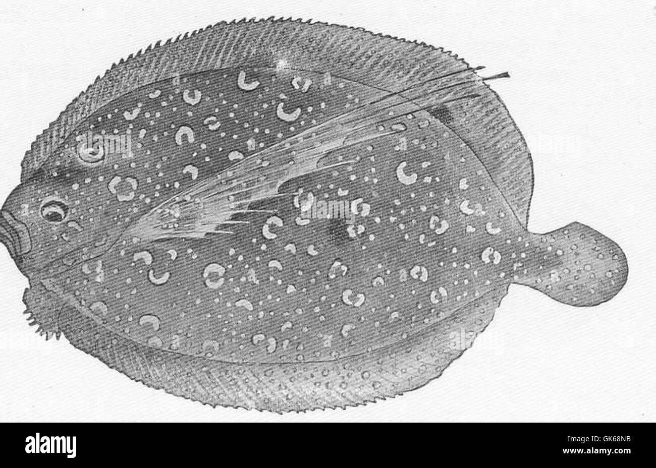 51595 Platophrys lunatus (Linnaeus), the Wideeyed Flounder Family