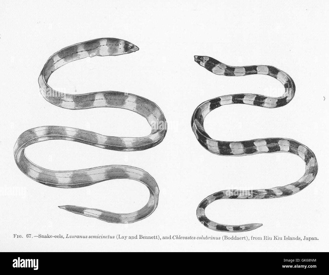 51604 Snake-eels, Luranus semicinctus (Lay and Bennett), and Chlevastes colubrinus (Boddaert), from Riu Kiu Islands, Japan Stock Photo
