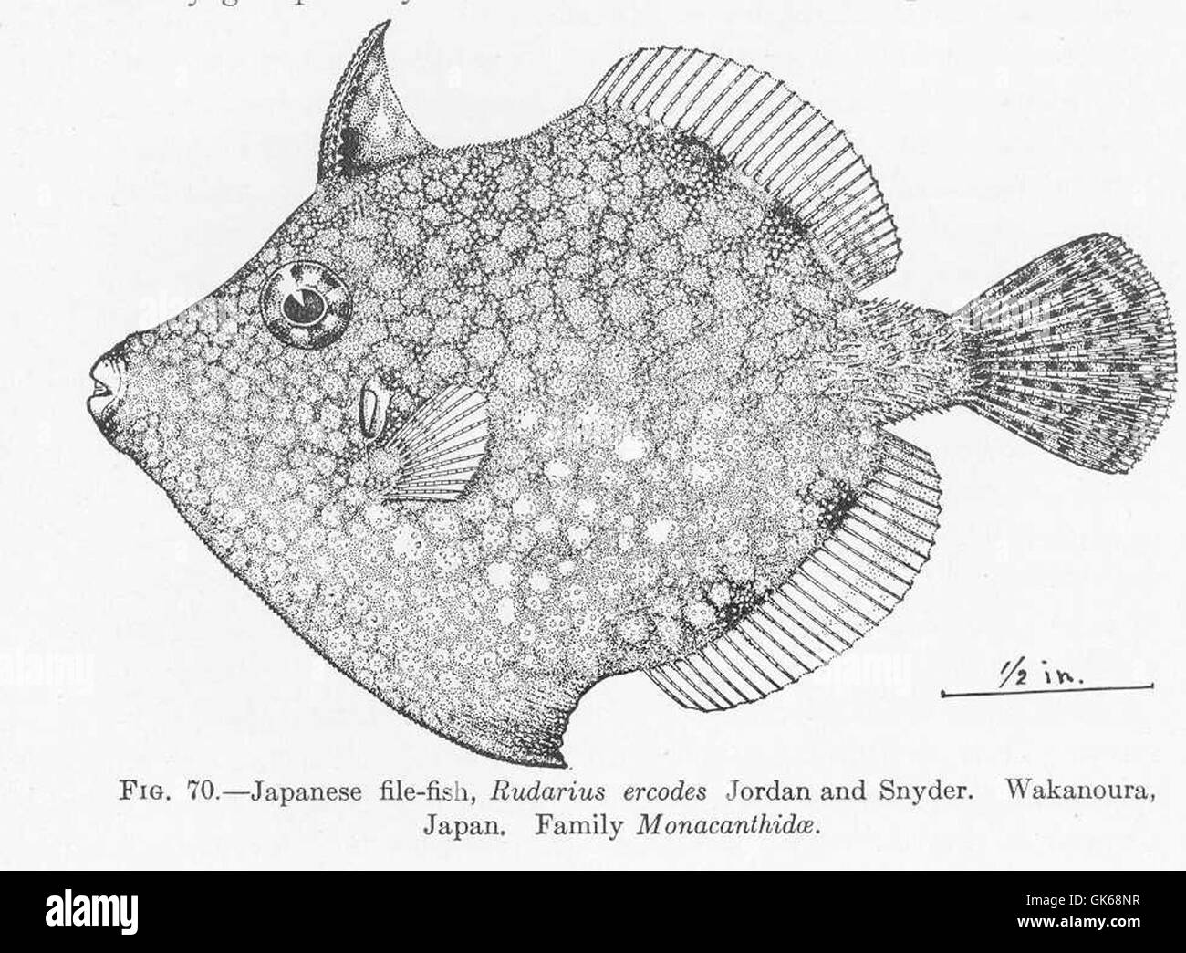 Japanese File Fish Snyder map Black and White Stock Photos & Images - Alamy