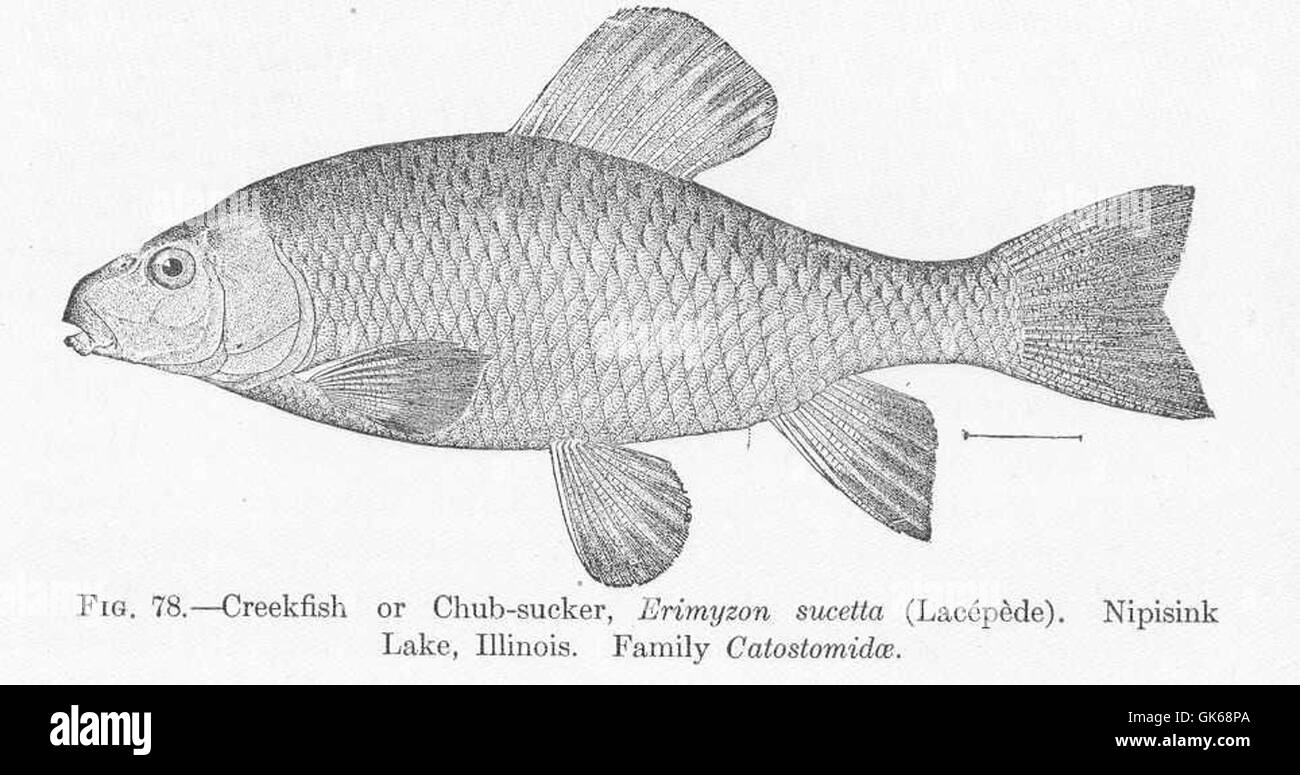 51615 Creekfish or Chub-sucker Erimyzon sucetts (Lacipede) Nipisink Lake, Illinois Family Catostomidae Stock Photo