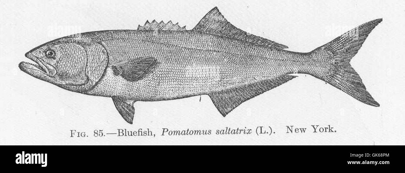 51622 Bluefish, Pomatomus saltatrix (l) New York Stock Photo