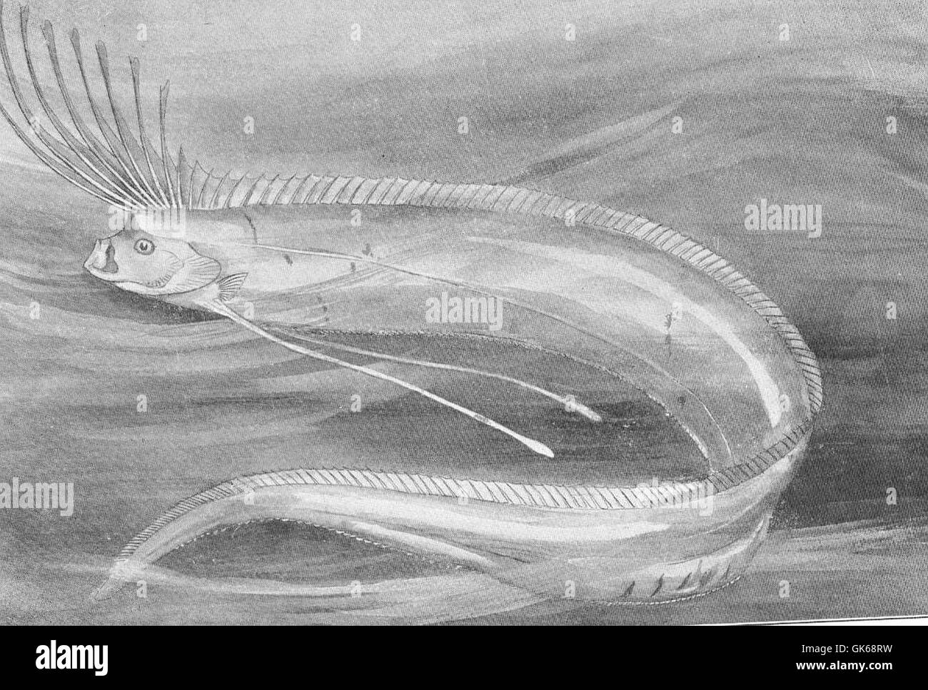 The Glesnaes oarfish (Regalecus glesne), a deep-sea species known for ...