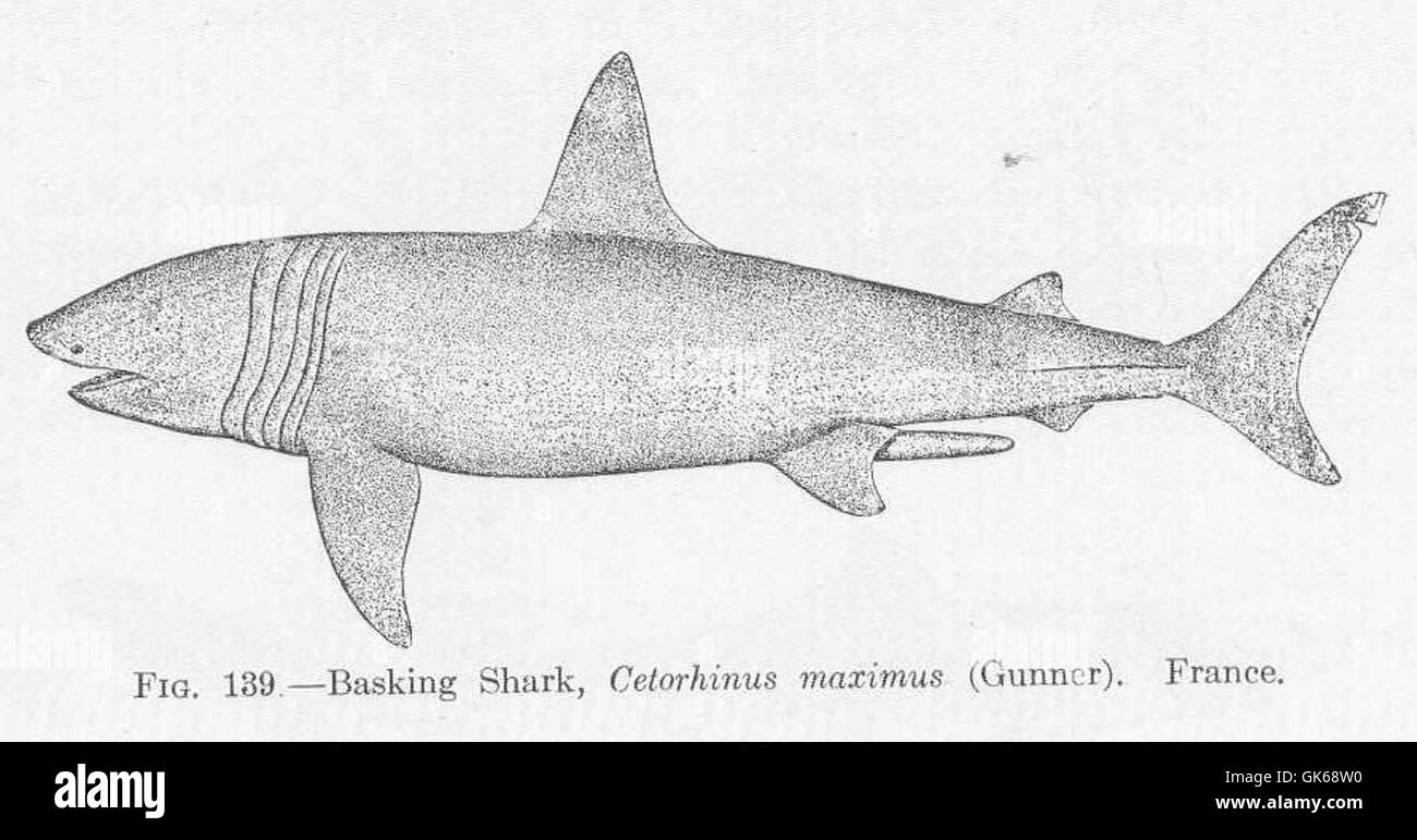 51676 Basking Shark, Cetorhinus maximus (Gunner) France Stock Photo
