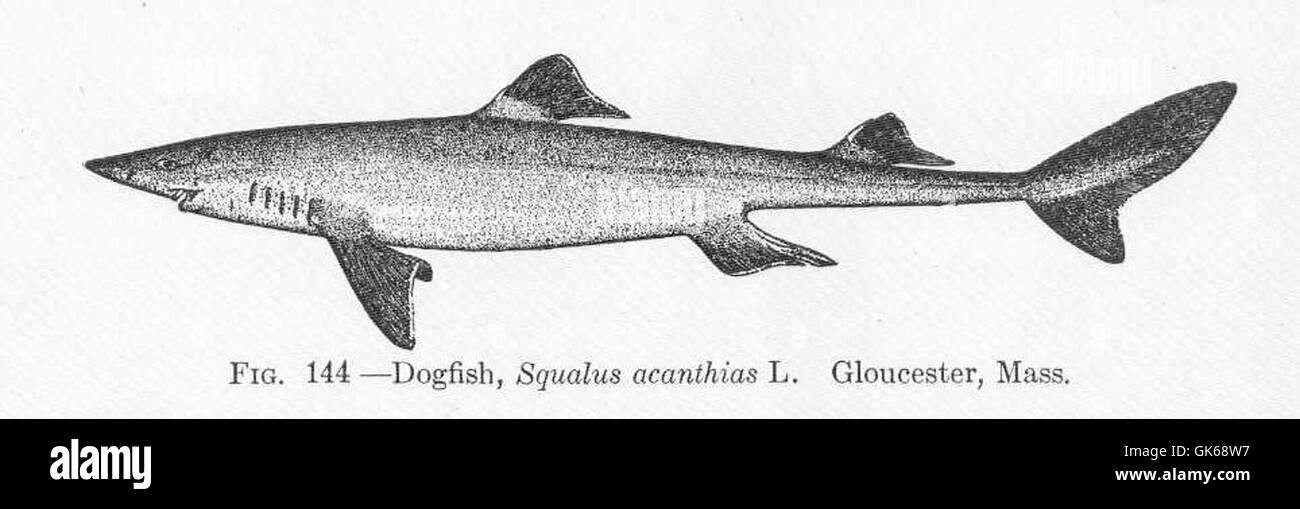 51681 Dogfish, Squalus acanthias L Gloucester Stock Photo Alamy