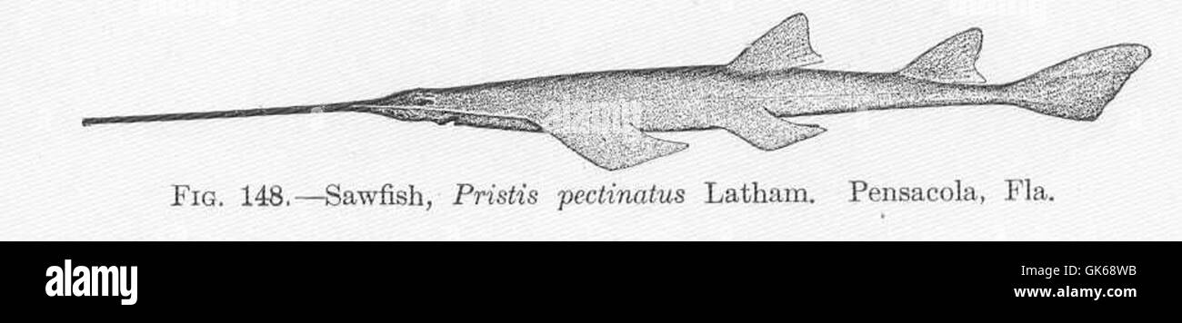 Saw fish rostrum hi-res stock photography and images - Alamy