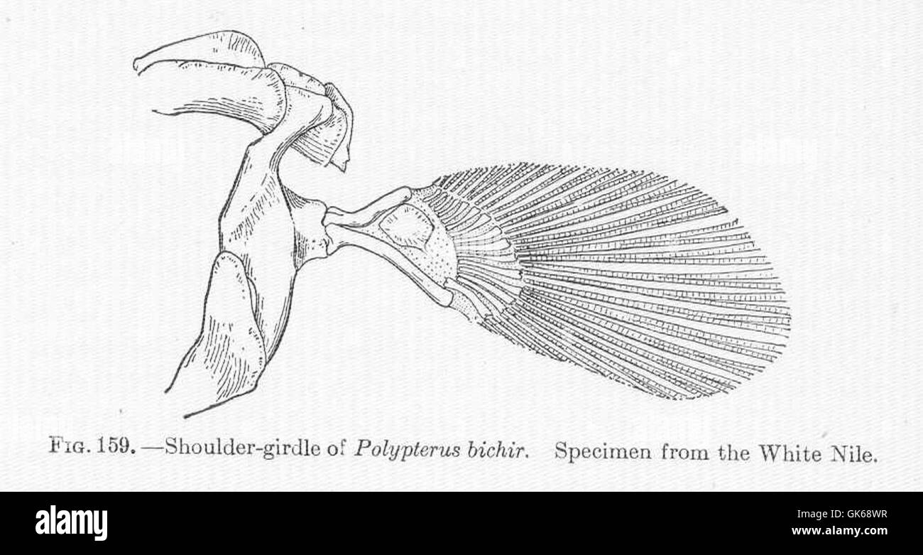 51696 Shoulder-girdle of Polypterus bichir Specimen from the White Nile Stock Photo