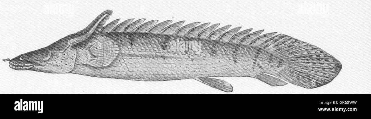 51698 Polypterus congicus, a Crossopterygian fish from the Gongo River Young, with external gills Stock Photo