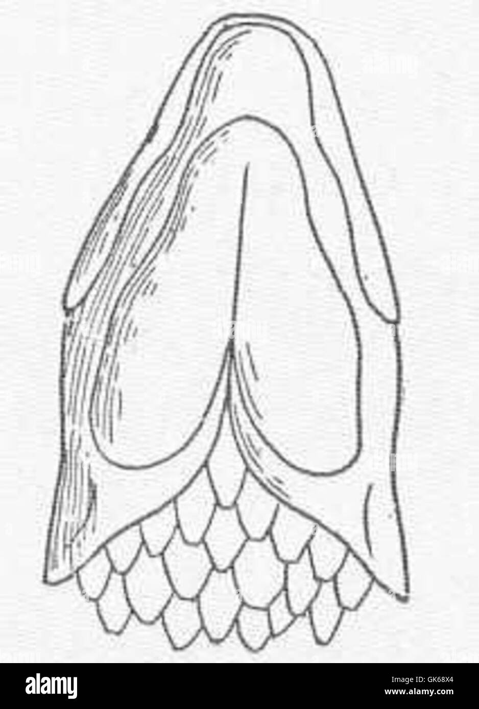 51703 Lower jaw of Polypterus bichir, from below Stock Photo