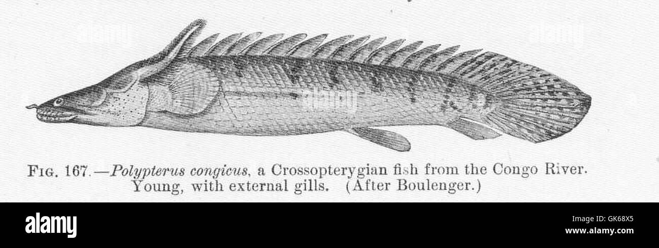 51704 Polypterus congicus, a Crossopterygian fish from the Congo River Young, with external gills Stock Photo